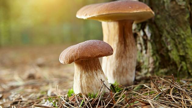Kde v Česku teď rostou houby?