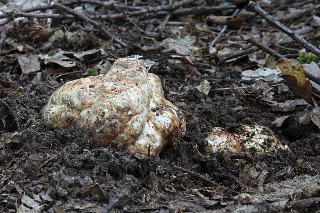 Bělolanýž obecný (Choiromyces meandriformis) - jeho plodnice má nepravidelný tvar a připomíná bramboru.