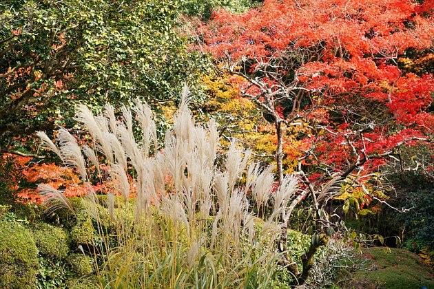 Japonské javory a okrasné trávy zdobí zahradu i na podzim