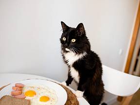 Mnohé naše pokrmy nejsou pro kočky vhodné.
