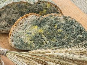 Špatné skladování chleba zvyšuje riziko plesnivění.