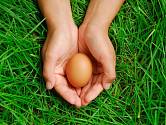 Proč zahrabat vejce do záhonu?