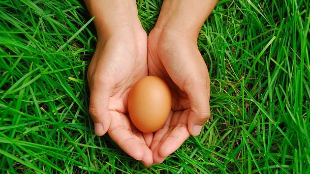 Proč zahrabat vejce do záhonu?