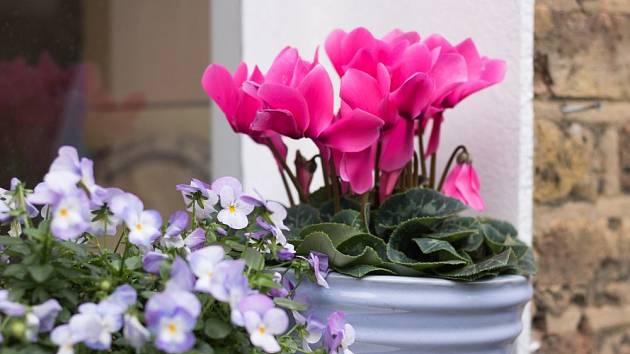 Brambořík perský vás bude svými květy těšit po celou zimu.