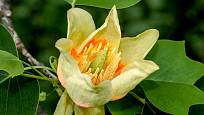 Liliovník tulipánokvětý (Liriodendron tulipifera) svůj název získal podle tvaru květů.