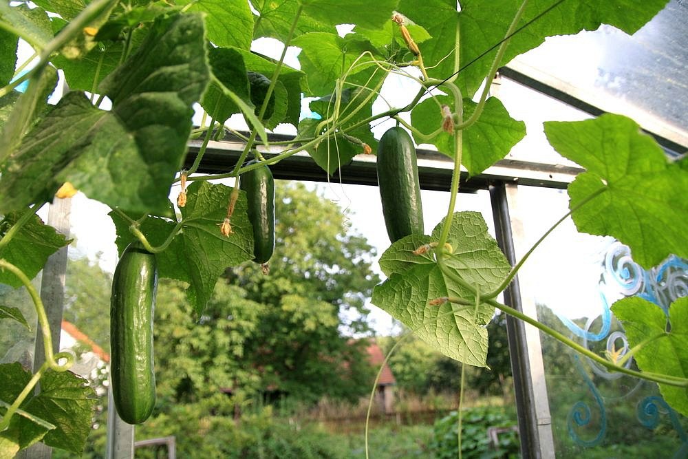 Kdy zasadit okurky do skleníku?