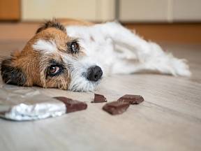 Potraviny obsahující kofein mohou mít pro psa fatální následky.
