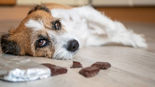 Potraviny obsahující kofein mohou mít pro psa fatální následky.