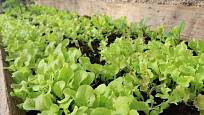 Mladé saláty ve skleníku