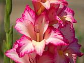Květy gladiol jsou v mnoha barvách.
