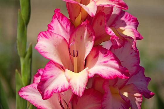 Květy gladiol jsou v mnoha barvách.