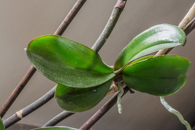 Další krásně kvetoucí orchideje si můžete zajistit oddělením dceřinných rostlinek zvaných keiky.