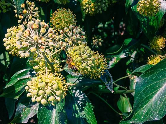 Květy břečťanu sladce voní a sytí včely