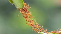 Schopnost spolupráce je u mravenců fascinující