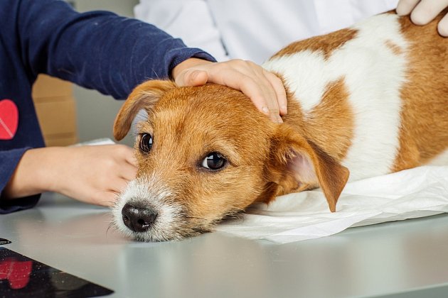 Při včasném zásahu majitele i veterináře se obvykle psa podaří zachránit.