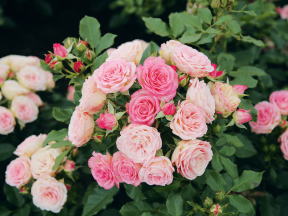 XENIA je vydařená novinka v sortimentu nižších mnohokvětých růží s výškou asi 70 cm. Květy jsou barevně proměnlivé od krémových přes růžové až k červenavým tónům