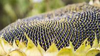 Zralá semena slunečnice jsou oblíbenou pochoutkou ptáků
