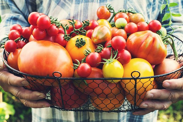 Bohatá úroda rajčat začíná u správné výsadby zdravých sazenic