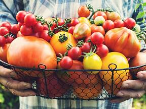 Jak vylepšit úrodu rajčat?