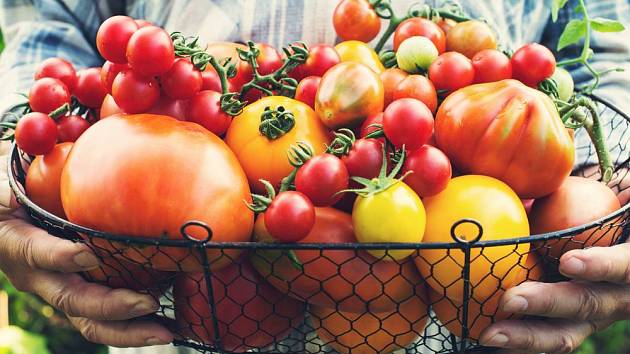 Jak vylepšit úrodu rajčat?