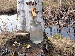 Voda z břízy: Navrtejte kmen a získáte litry zázračné tekutiny
