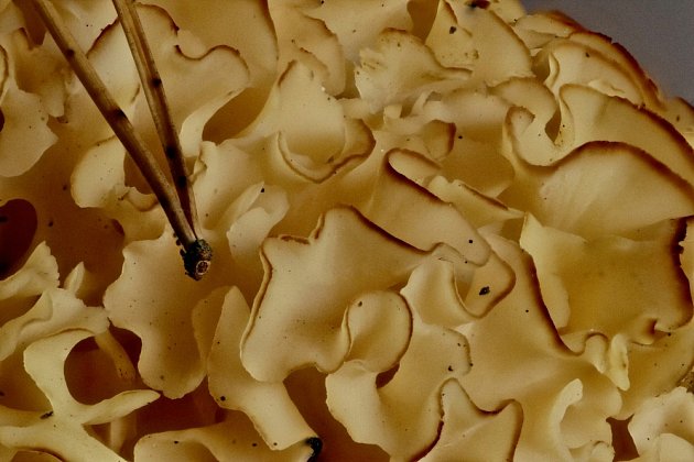 Kotrč kadeřavý patří k houbám, které se obtížně čistí.