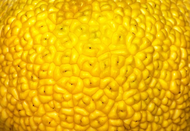 detail povrchu plodu maklury oranžové