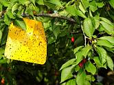 Nainstalujte žluté desky a vrtule vás (lépe řečeno třešně) bude obtěžovat výrazně méně.