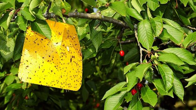 Nainstalujte žluté desky a vrtule vás (lépe řečeno třešně) bude obtěžovat výrazně méně.