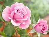 Růžově kvetoucí růže.