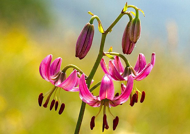 Vzácná lilie zlatohlavá (Lilium martagon) roste i v naší přírodě