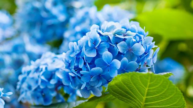 Modře kvetoucí hortenzie.