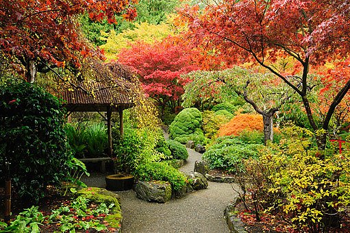podzimní japonská zahrada dává barevným listům vyniknout