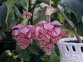 Medinila je exotická rostlina pro zkušené pěstitele. 