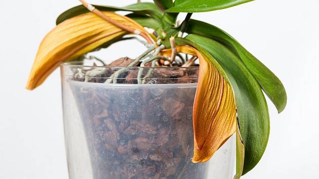 Máte zanedbanou hynoucí orchidej? Můžete ji zachránit pomocí houbičky na nádobí.