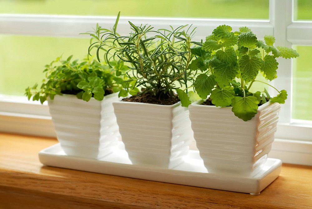 Jak pěstovat bylinky na okně?