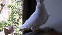 Montaubánec je starobylé a vzácné plemeno holuba