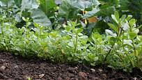 Šruchu zelnou můžeme pěstovat na zeleninových záhonech jako podrost