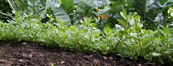 Šruchu zelnou můžeme pěstovat na zeleninových záhonech jako podrost