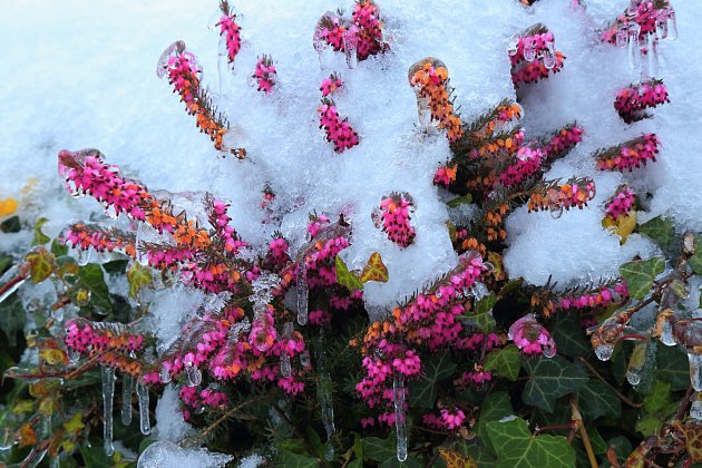 Otužilý vřesovec pleťový kvete i v zimě