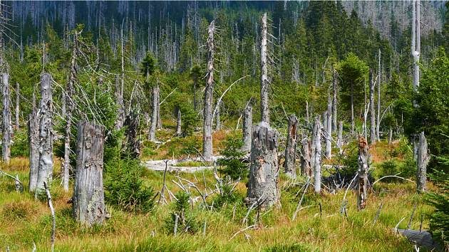 Proč působí malý brouk tak velké problémy? A co je pro přežití našich lesů zcela zásadní?