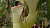 Masožravá láčkovka Nepenthes ventricosa