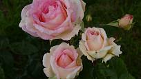 Růže odrůdy Souvenir de Baden-Baden