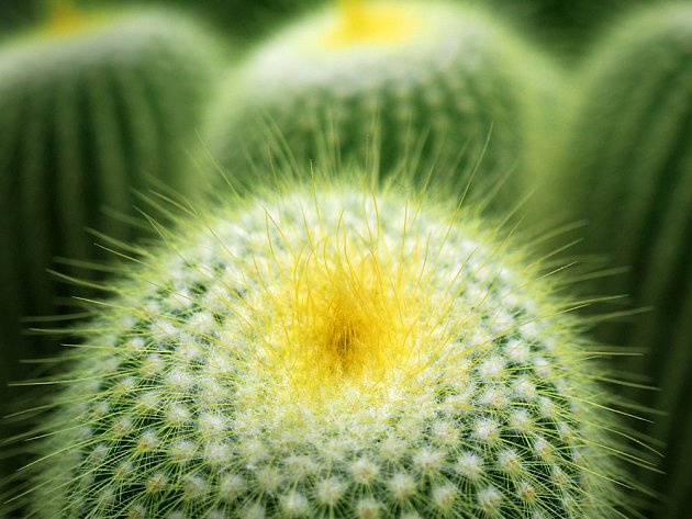 kaktus Eriocactus leninghausii