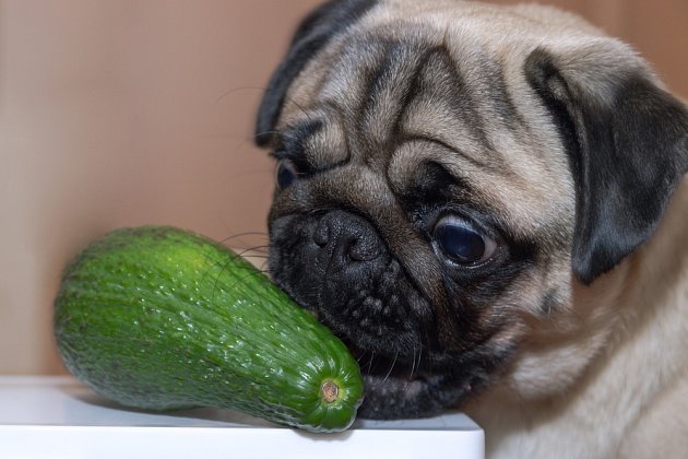 Pro psa je nebezpečná slupka z avokáda neboť obsahuje persin - látku způsobující zvracení a průjem