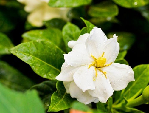 Gardénie jasmínovitá (Gardenia jasminoides)