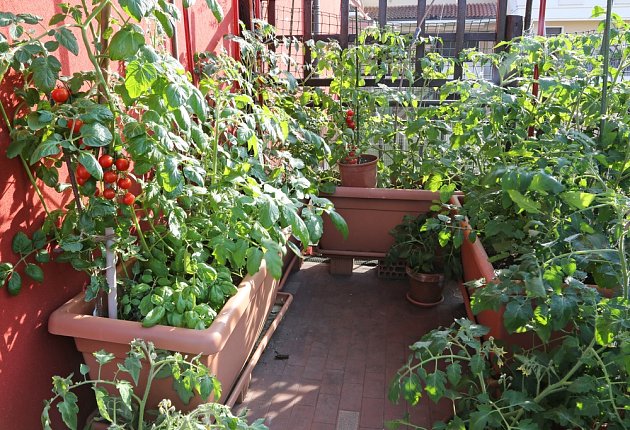 Nemáte zahradu? Nevadí. Domácí rajčata můžete pěstovat i na balkoně, nebo dokonce i za oknem.