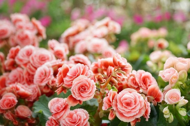 Plnokvěté růžové variety begónií připomínají růže