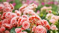 Plnokvěté růžové variety begónií připomínají růže