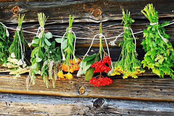 Léčivé rostliny můžeme sbírat od jara do podzimu, podle druhu